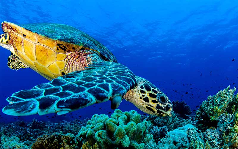 The tropical waters of Tubbataha Reef, Palawan, Philippines.