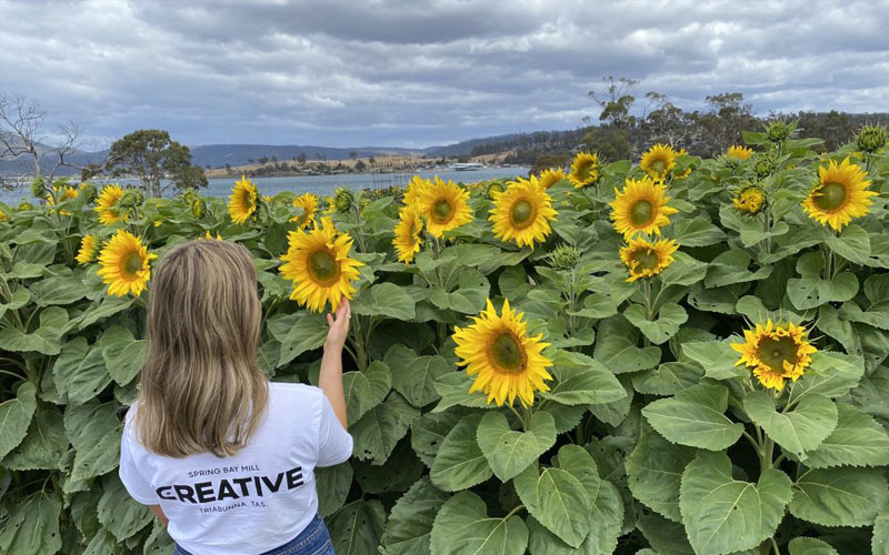 Spring Bay Mill - Sunflowers  - Glamping Tasmania