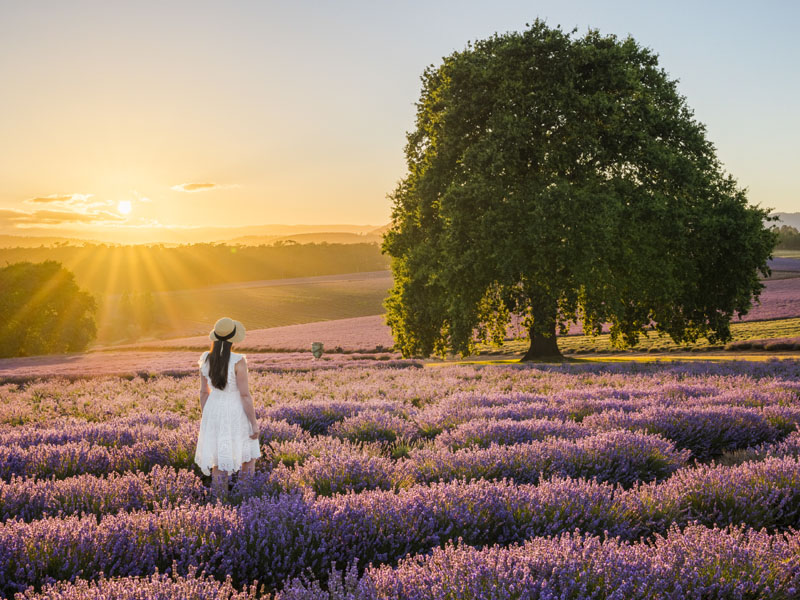 Bridestowe Lavender Estate