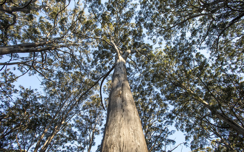 Tingle Trees - Tourism WA 